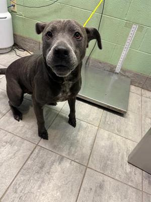 DIPPER, American Staffordshire Terrier, senior, available for adoption