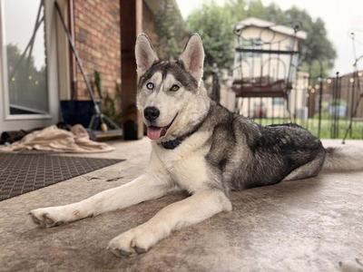 BRIOCHE, Siberian Husky, adult, available for adoption