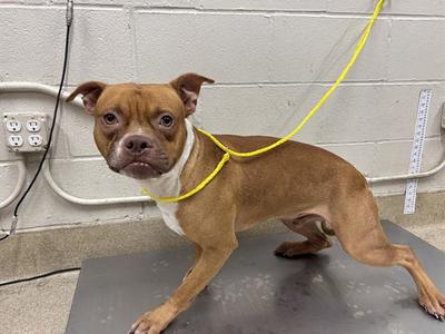 CONWAY, American Staffordshire Terrier, adult, available for adoption