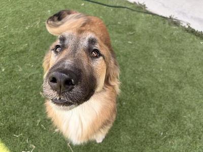 FRED, German Shepherd Dog, adult, available for adoption