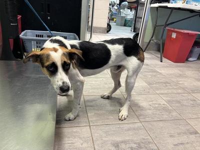 COPPER, American Foxhound, adult, available for adoption