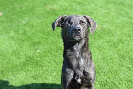 CALYPSO, Labrador Retriever, adult, available for adoption