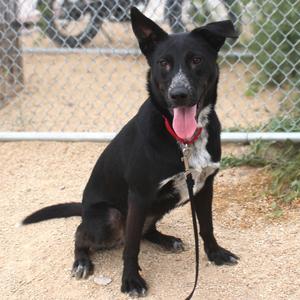 Azure, Mixed Breed (Medium), young, available for adoption
