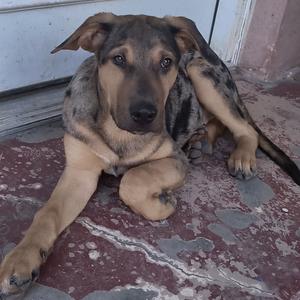 A brown and black dog with a spotted coat lying on a concrete surface.