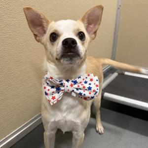A small dog wearing a red, white, and blue bow tie with stars and stripes.