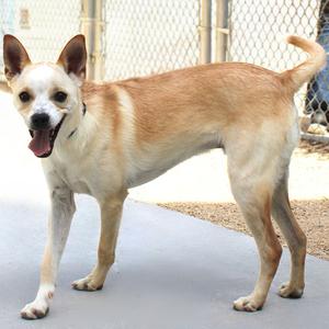 a tan and white dog standing on a concrete surface with a chain-link fence in the background