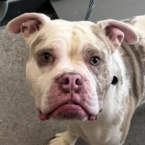 Appa, Mixed Breed (Large), adult, available for adoption