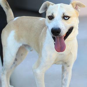 A light-colored dog with a white face and body, standing with its tongue out and tail up.