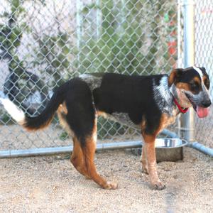 Ariel, Mixed Breed (Medium), young, available for adoption