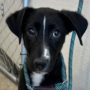 Acorn, Mixed Breed (Medium), available for adoption