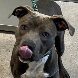 112845, Mixed Breed (Medium), adult, available for adoption