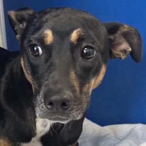Achlys, Mixed Breed (Medium), adult, available for adoption