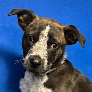 112831, Mixed Breed (Small), available for adoption
