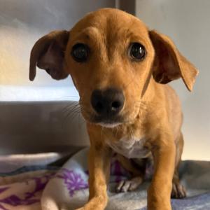 Barrett, Mixed Breed (Medium), available for adoption
