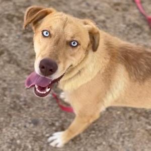 A light brown dog with blue eyes and a pink tongue sticking out, standing on a gravel surface.
