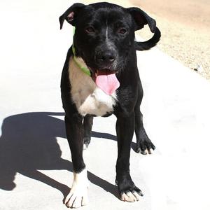 A black and white dog with a pink tongue sticking out, standing on a concrete surface.