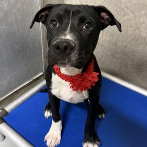 Affogato, Mixed Breed (Medium), young, available for adoption