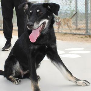 Ariana, Mixed Breed (Medium), young, available for adoption