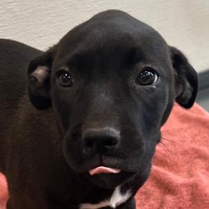 Ambrosia, Mixed Breed (Medium), available for adoption