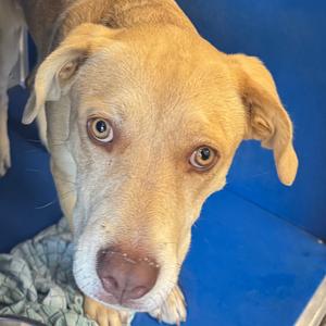 110054, Mixed Breed (Medium), young, available for adoption