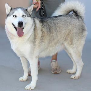 A husky dog with blue eyes and a fluffy tail, standing on a gray surface, with a person holding its leash.