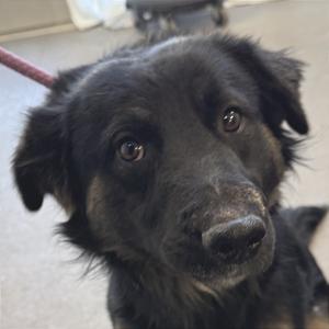 Apollo, Mixed Breed (Medium), adult, available for adoption