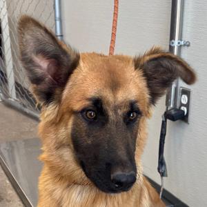 110052, Mixed Breed (Medium), young, available for adoption