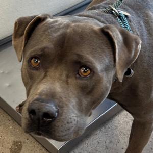 A close-up of a brown dog with a green and black patterned collar, looking directly at the camera.