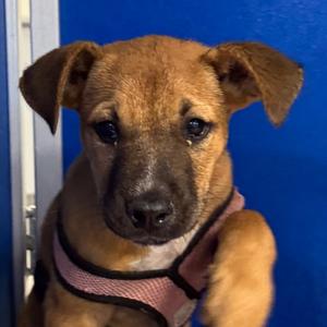 112833, Mixed Breed (Small), available for adoption