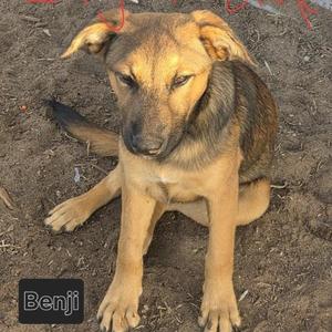 A brown and black puppy sitting on dirt with the name 'Benji' in a small black box at the bottom left.