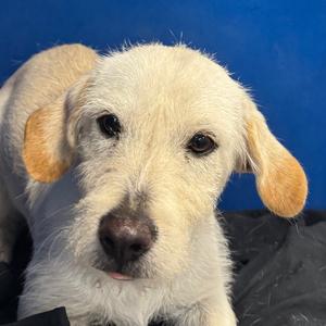 112791, Mixed Breed (Small), adult, available for adoption