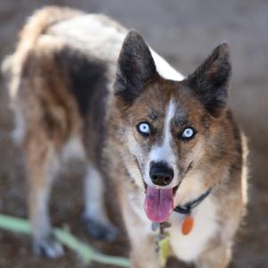 A brown and white dog with striking blue eyes, wearing a collar with a tag, standing outdoors with its tongue out.