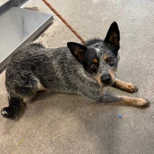 Bandit, Mixed Breed (Medium), adult, available for adoption