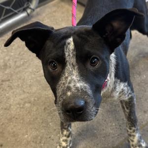 Alibi, Mixed Breed (Medium), young, available for adoption