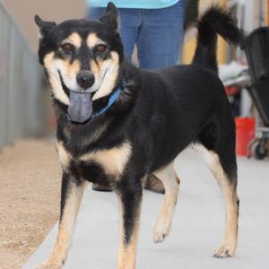Bella, Mixed Breed (Medium), adult, available for adoption