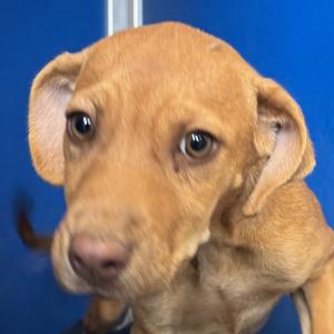 Amy, Mixed Breed (Medium), available for adoption