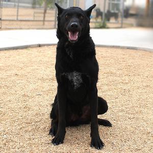 Bear, Mixed Breed (Large), adult, available for adoption