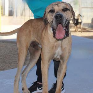 109964, Mixed Breed (Large), adult, available for adoption