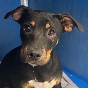 110056, Mixed Breed (Medium), available for adoption