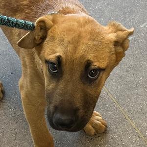 Agumon, Mixed Breed (Medium), young, available for adoption