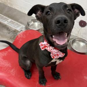 Bane, Mixed Breed (Medium), young, available for adoption