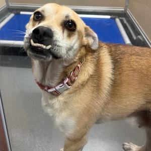 110000, Mixed Breed (Small), adult, available for adoption