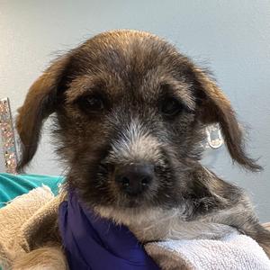 Agatha, Mixed Breed (Medium), available for adoption