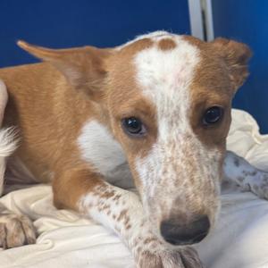 110051, Mixed Breed (Medium), available for adoption