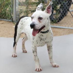 A white dog with black spots standing on a concrete surface, with its tongue out and ears perked up.