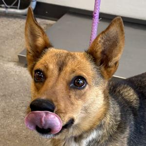 Athena, Mixed Breed (Medium), adult, available for adoption