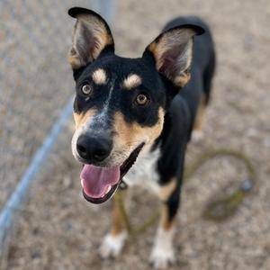 A black and tan dog with perked ears and a pink tongue sticking out, standing on a gravel surface.