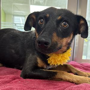 Baby Steps, Mixed Breed (Medium), adult, available for adoption