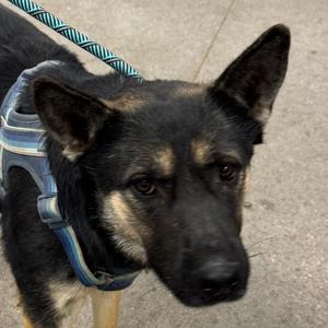 Arlo, Mixed Breed (Medium), adult, available for adoption