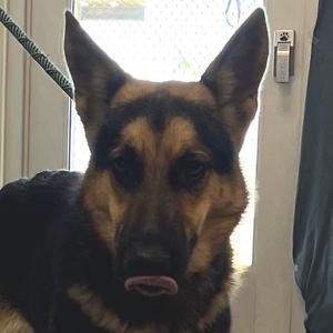 112664, Mixed Breed (Medium), adult, available for adoption